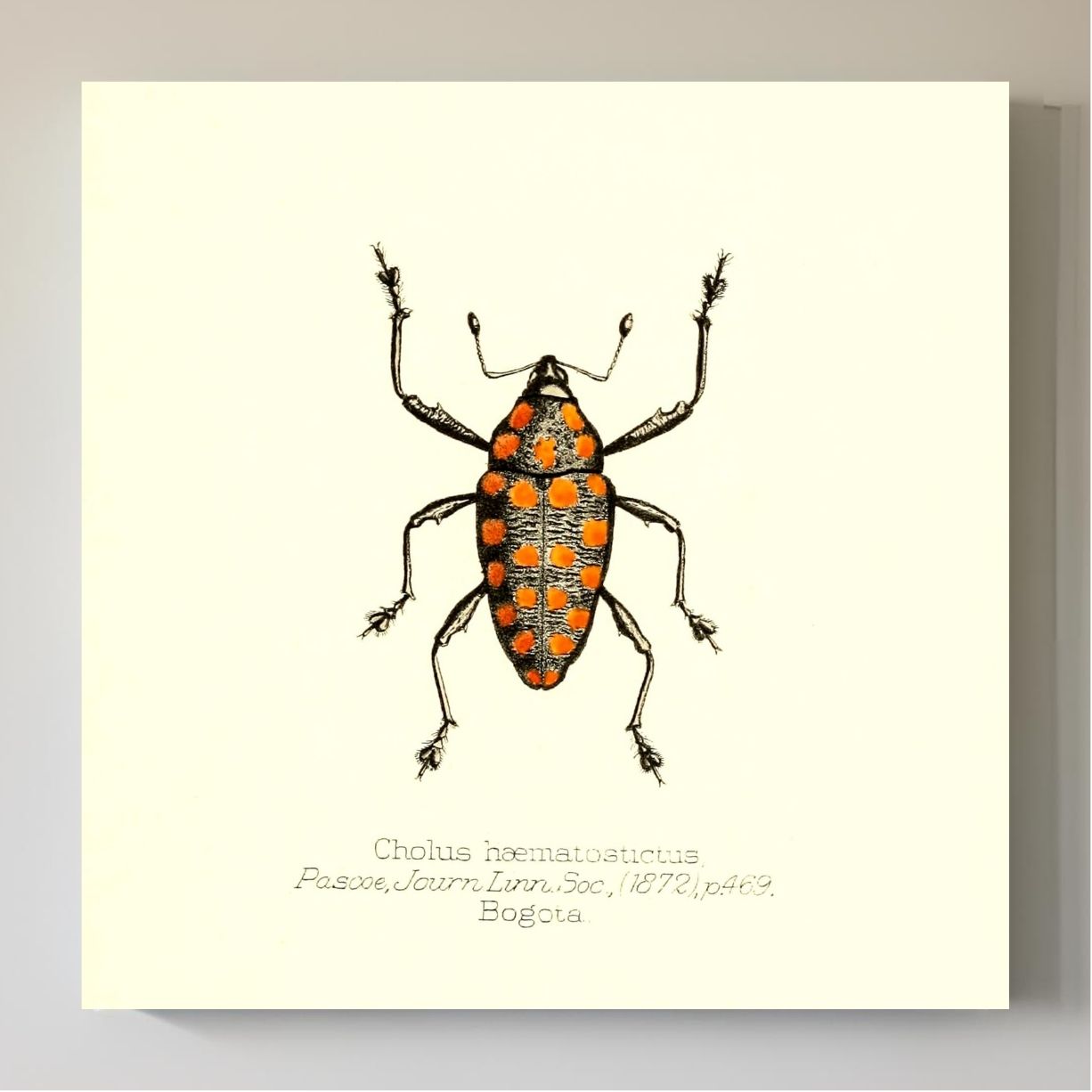 Cholus Haematostictus