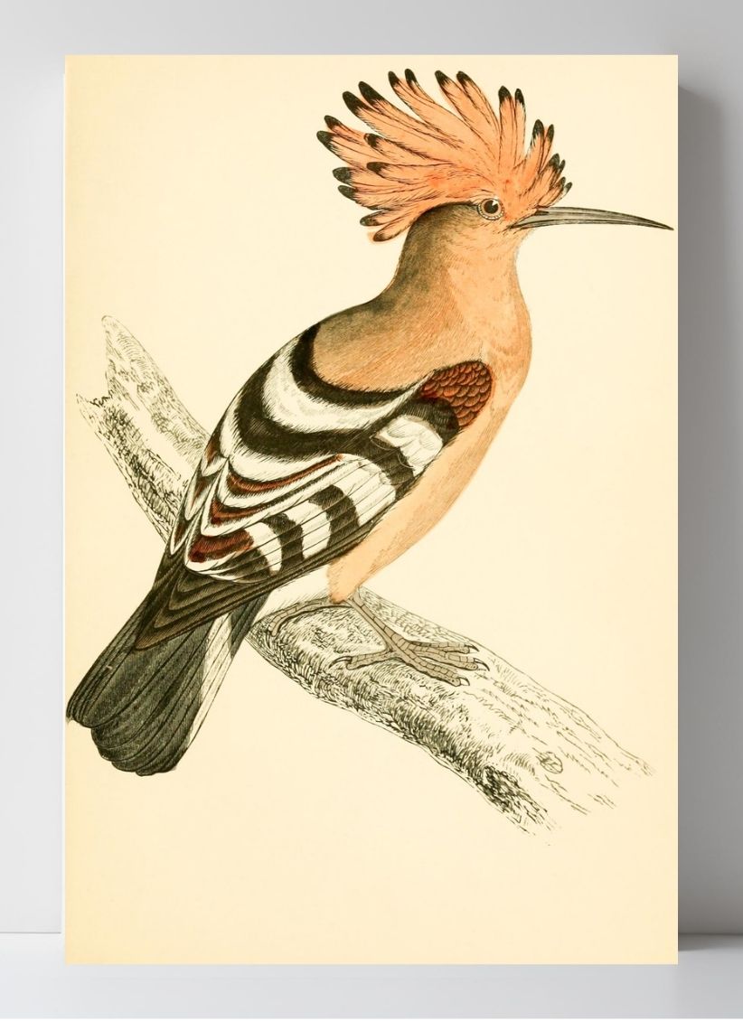 Hoopoe