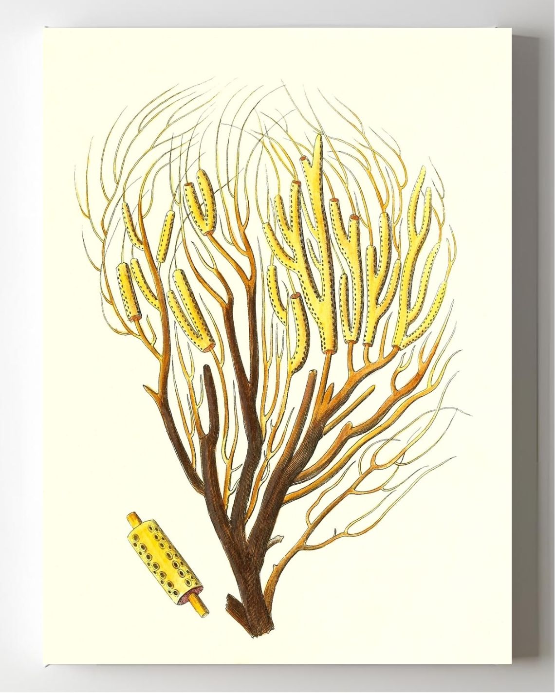 Gorgonia fanguinolenta