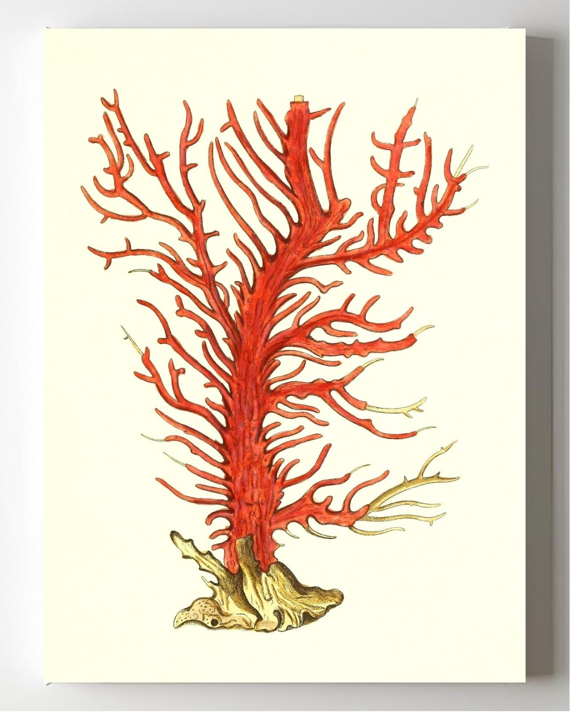 Gorgonia palma