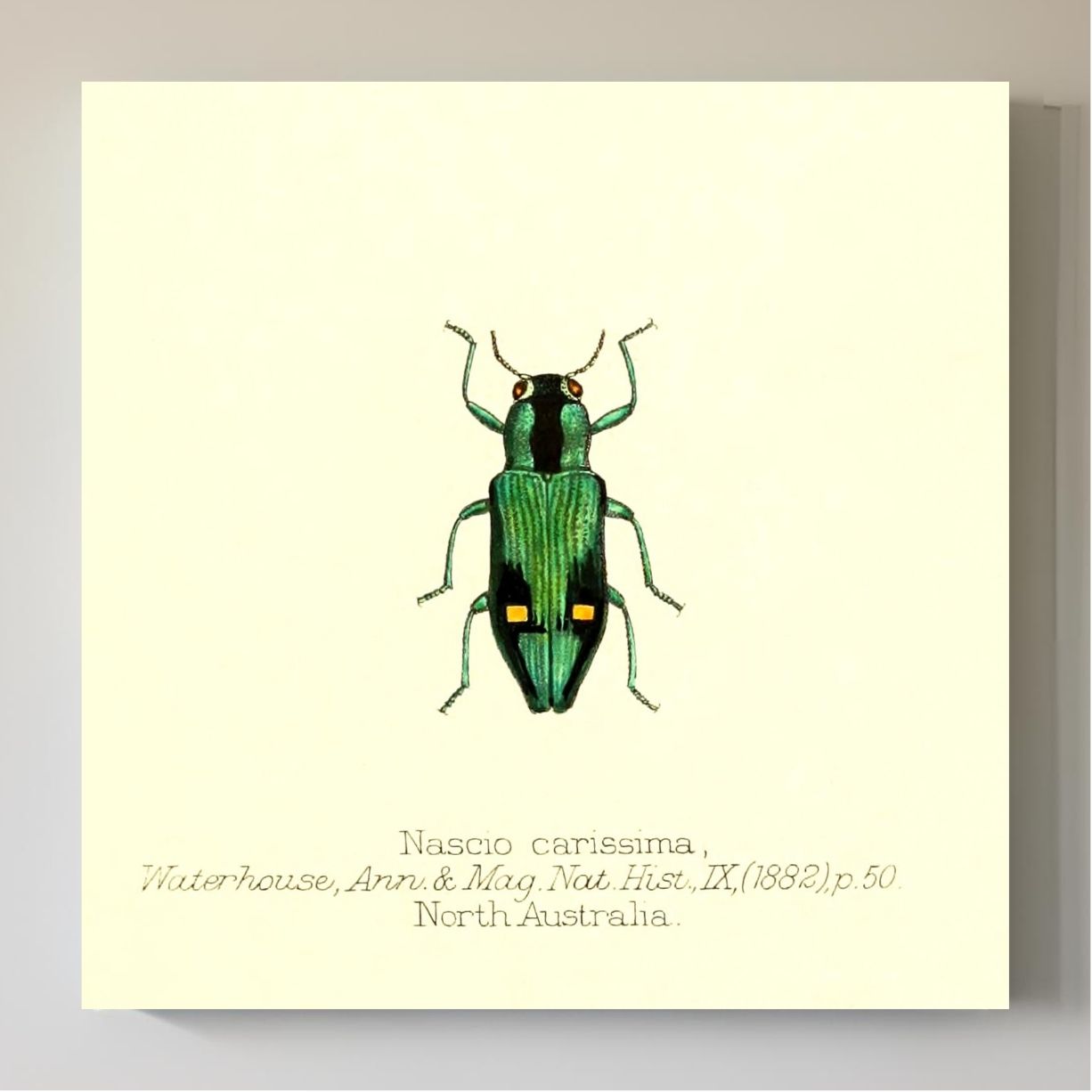 Nascio Carissima