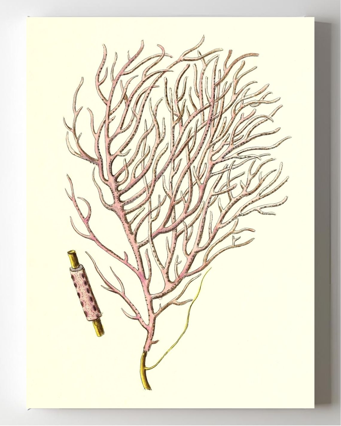 Gorgonia violacea