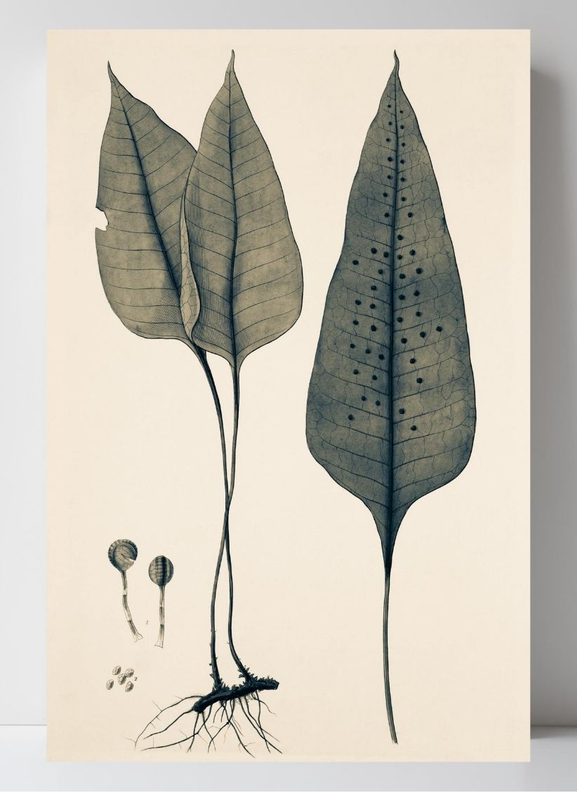Polypodium Ovatum