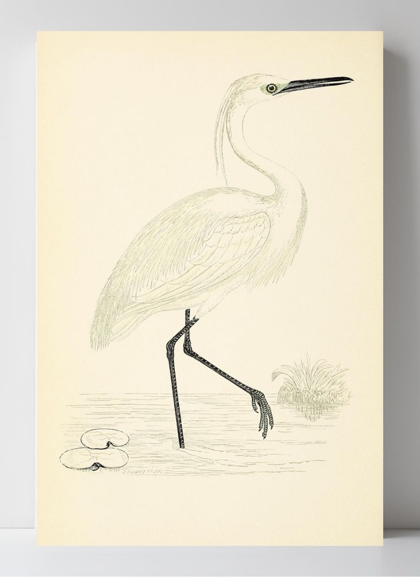 Little Egret