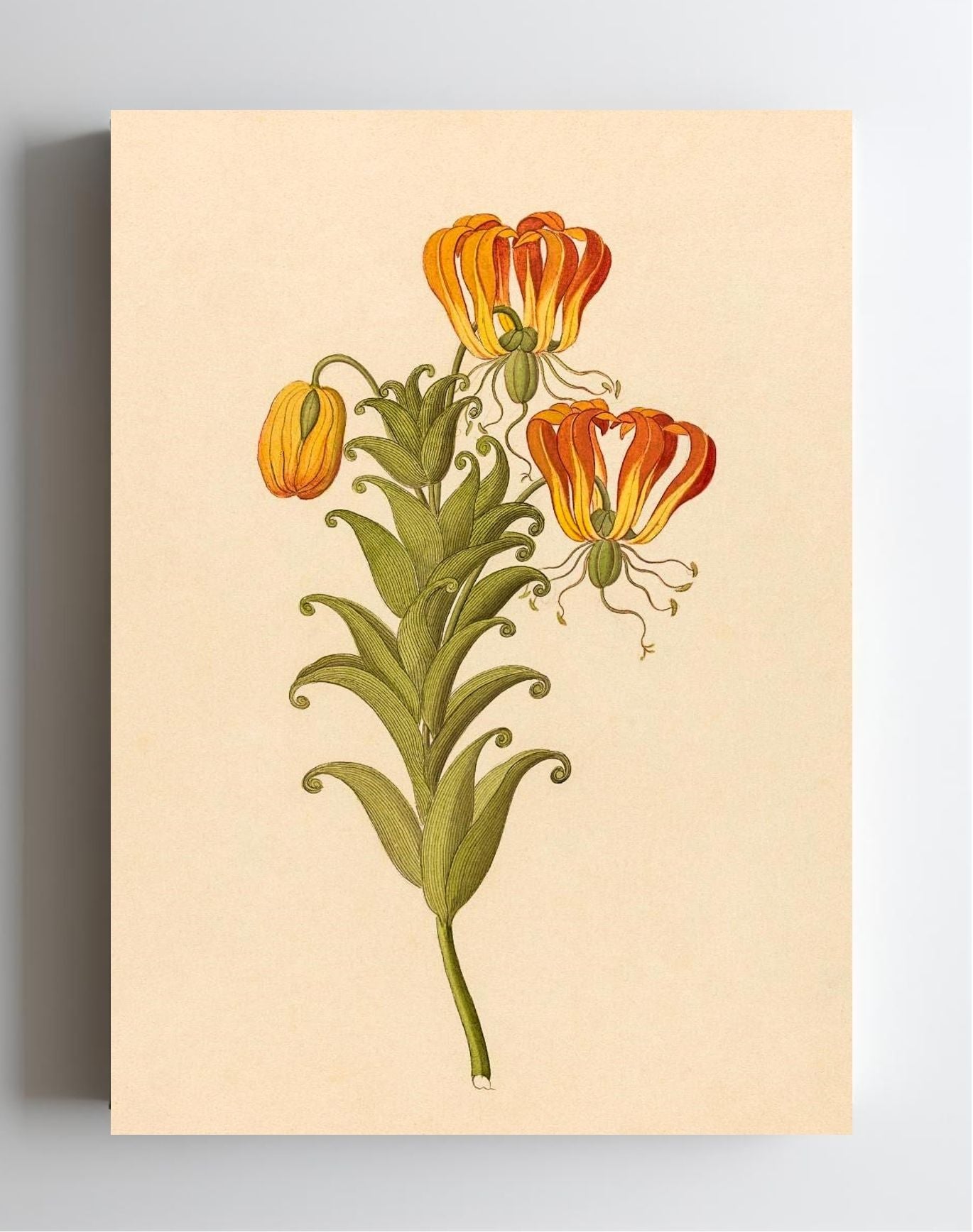 Gloriosa (Gloriosa Superba)