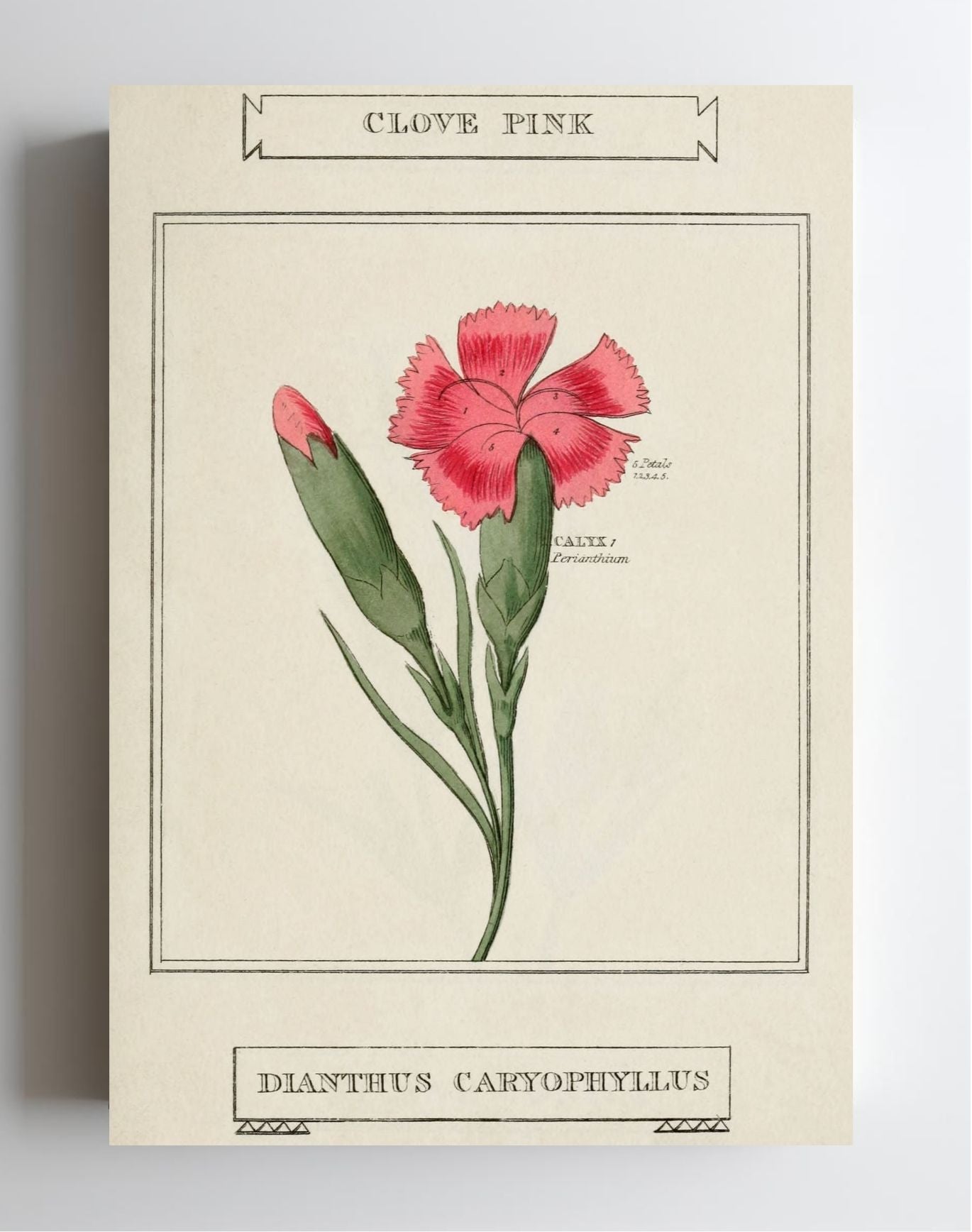 Clove Pink