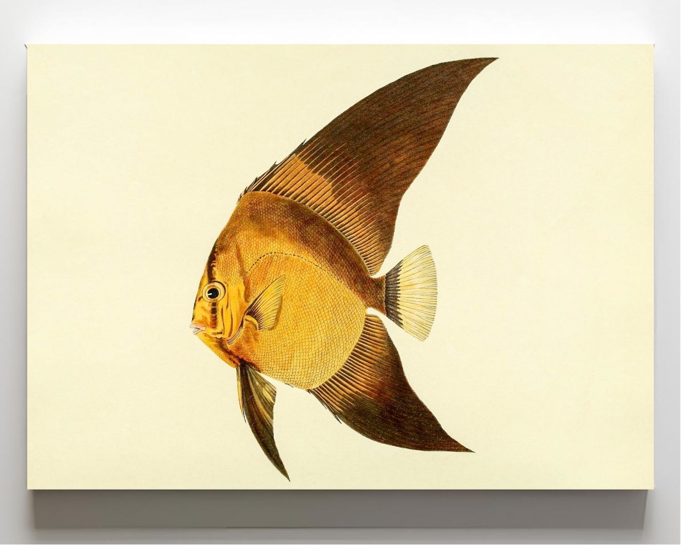 Chaetodon Vespertilio
