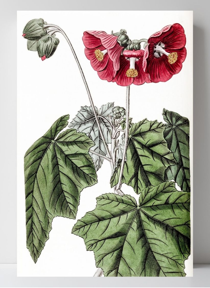 Umbel-flowered Mallow