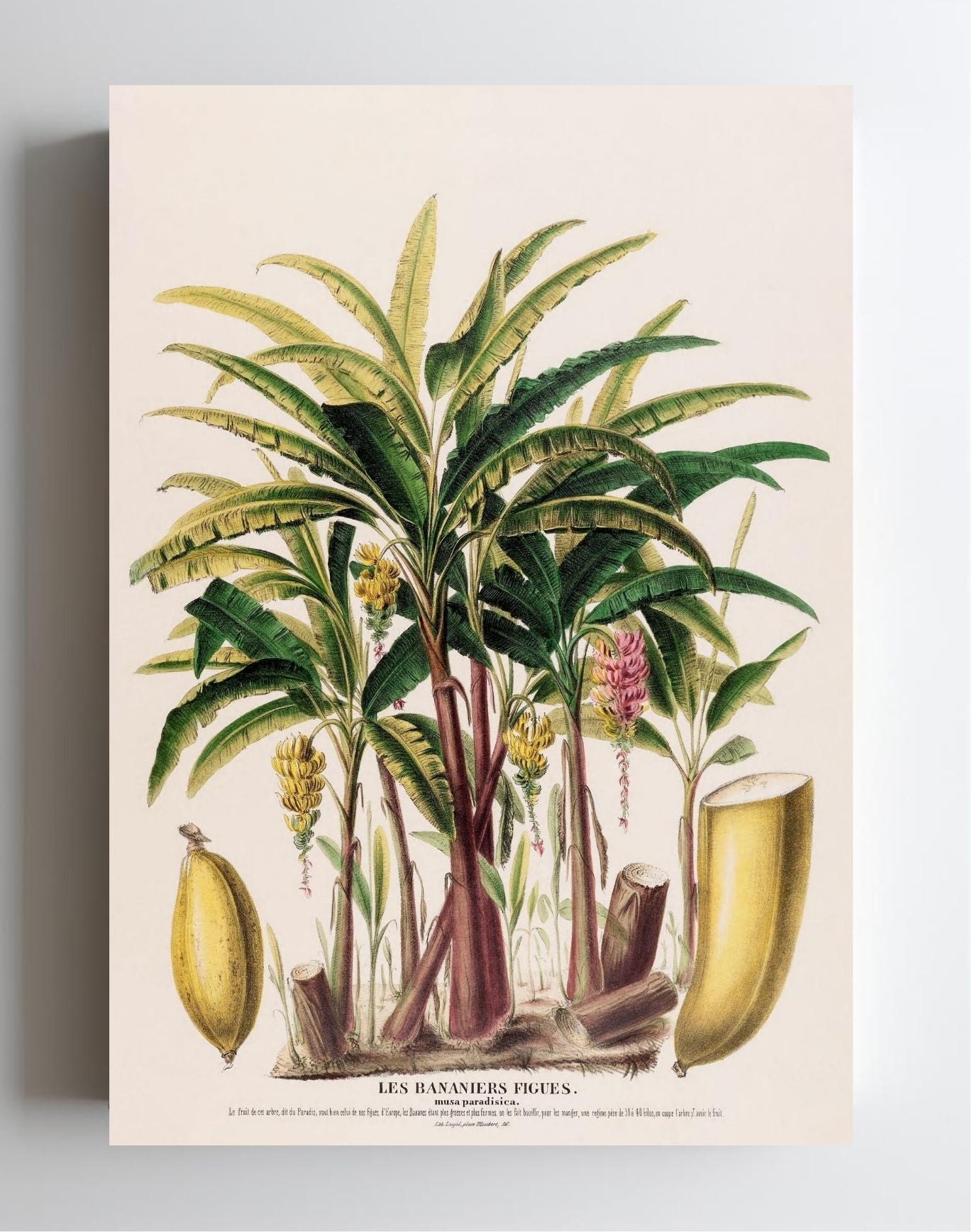 Les Bananiers (Musa Paradisica)
