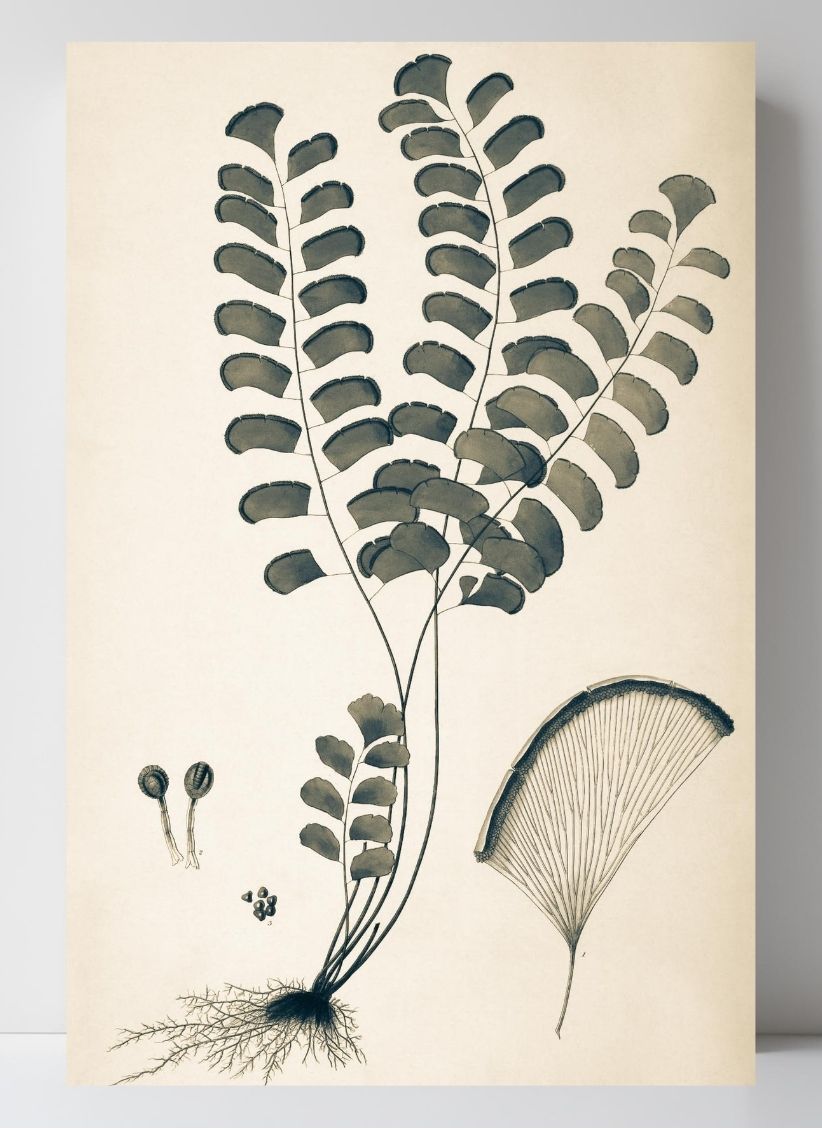 Adiantum Lunulatum