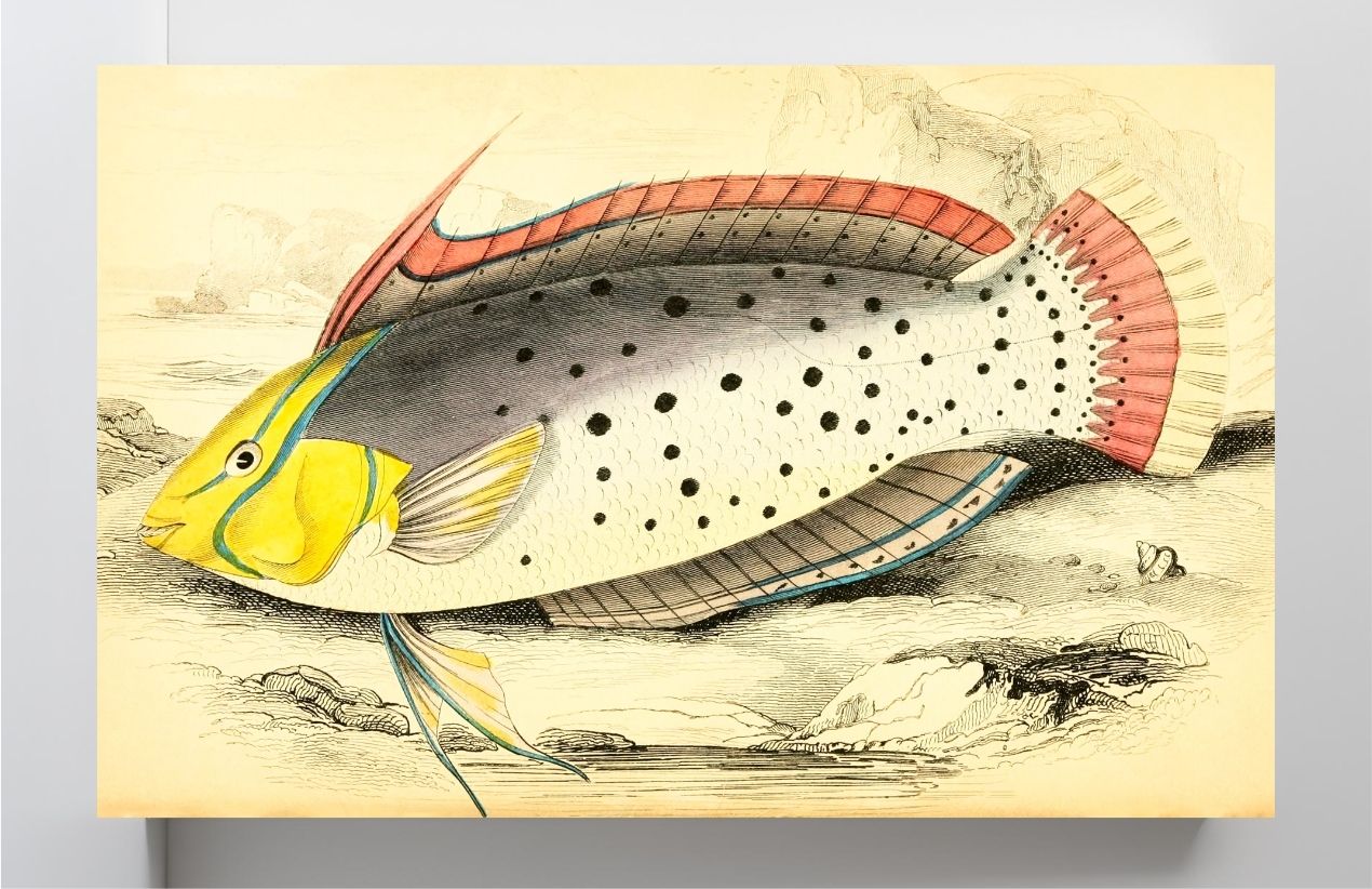 Painted Labrus