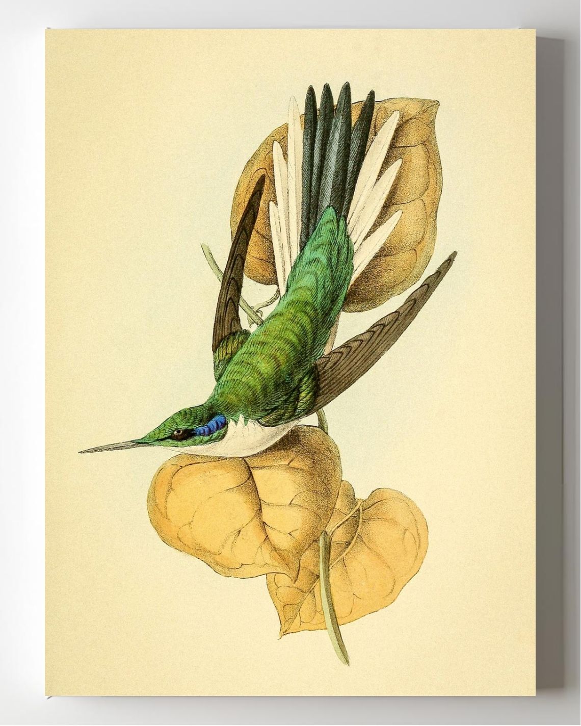 Violet Eared Hummingbird