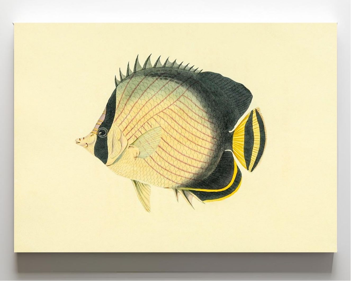 Chaetodon Vagabundus