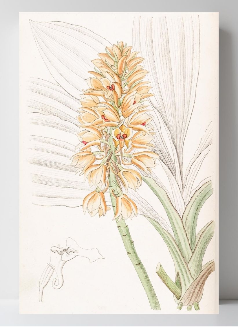Yellow-spiked Calanthe