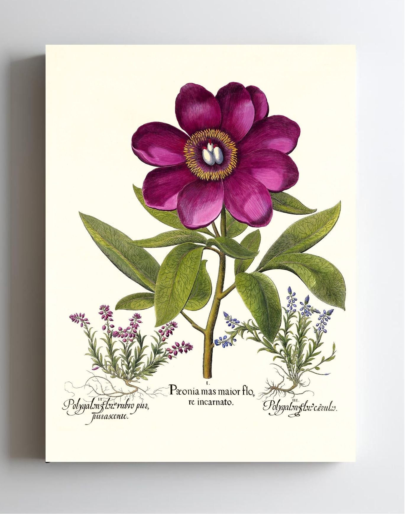 Large crimson corallina peony, Common milkwort