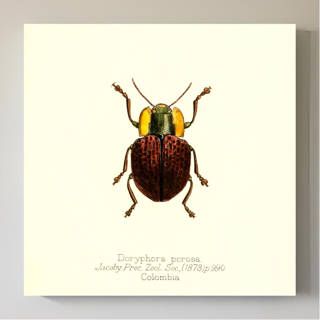 Doryphora Porosa