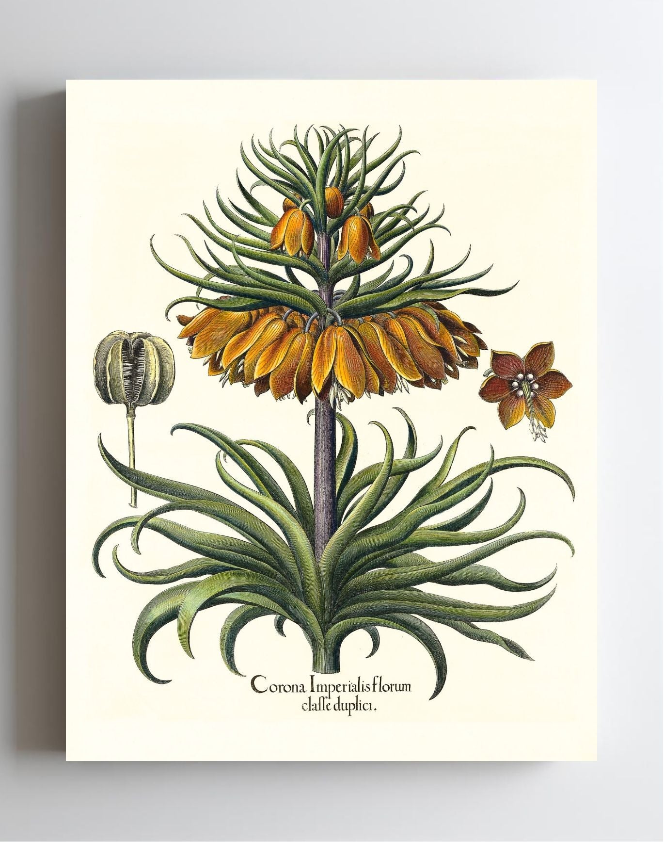 Two-tiered crown imperial fritillary with open flower