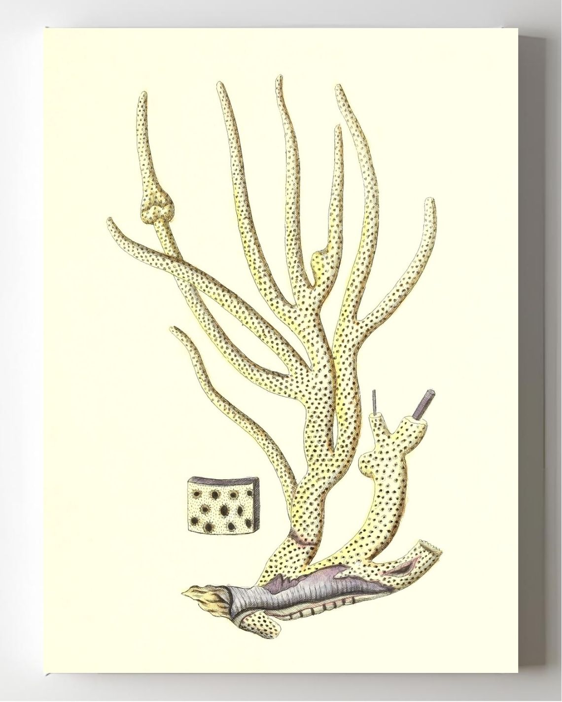 Gorgonia porofa