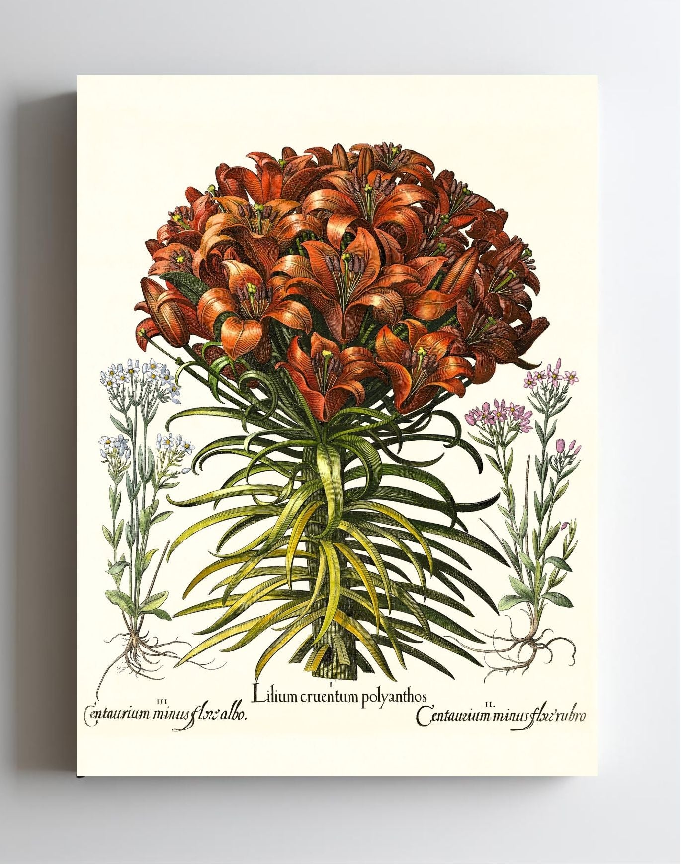 Orange lily, Pink lesser centaury, White centaury