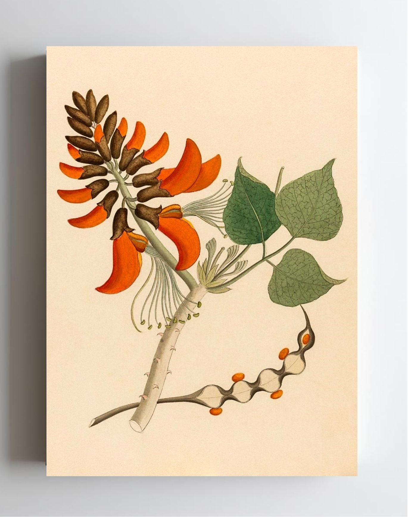 Erythrina Caffra
