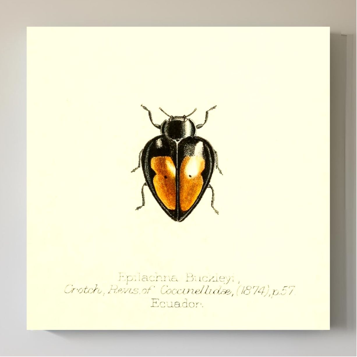 Epilachna Buckleyi