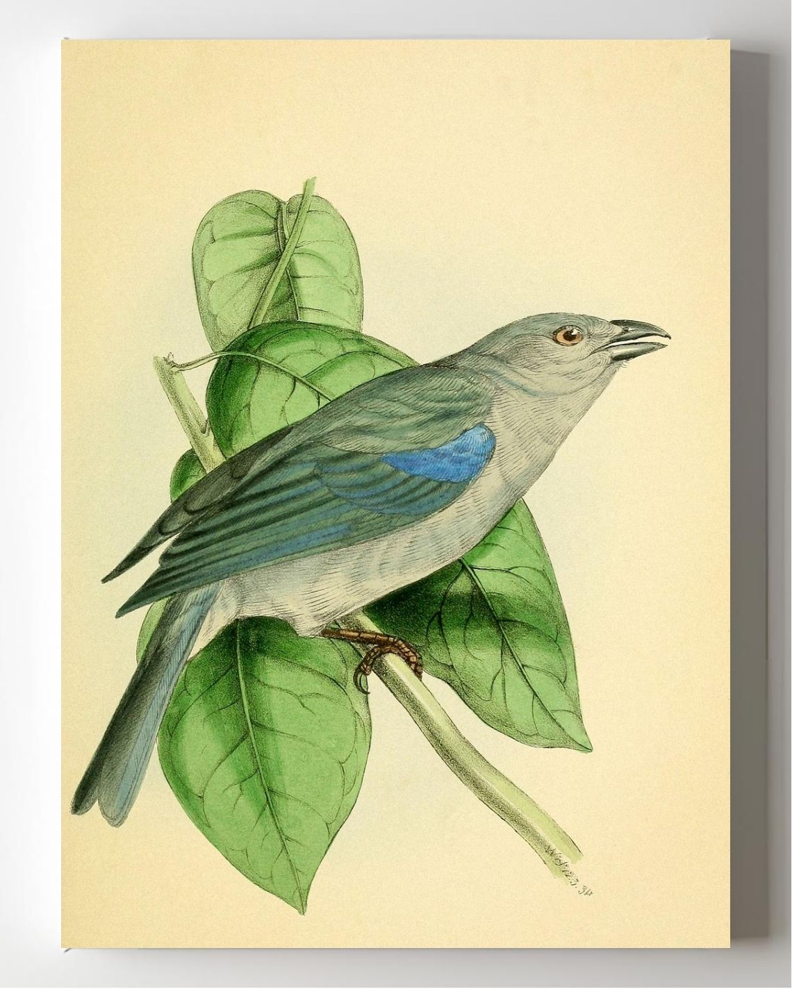 Blue-Shoulder'd Tanager