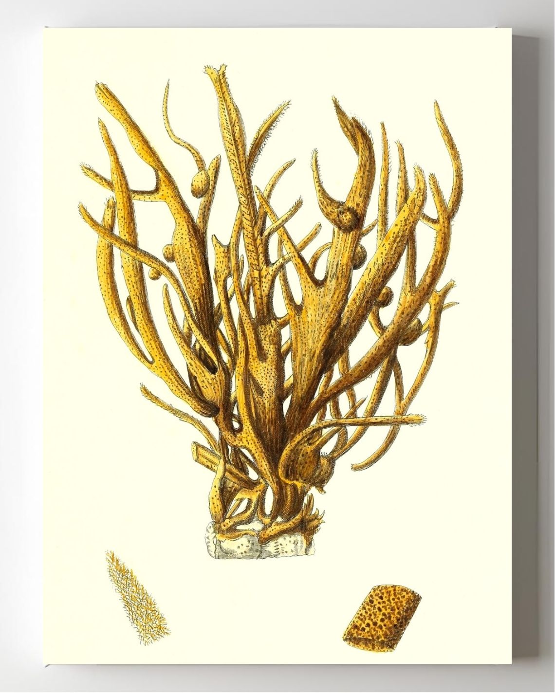 Spongia alcicornis