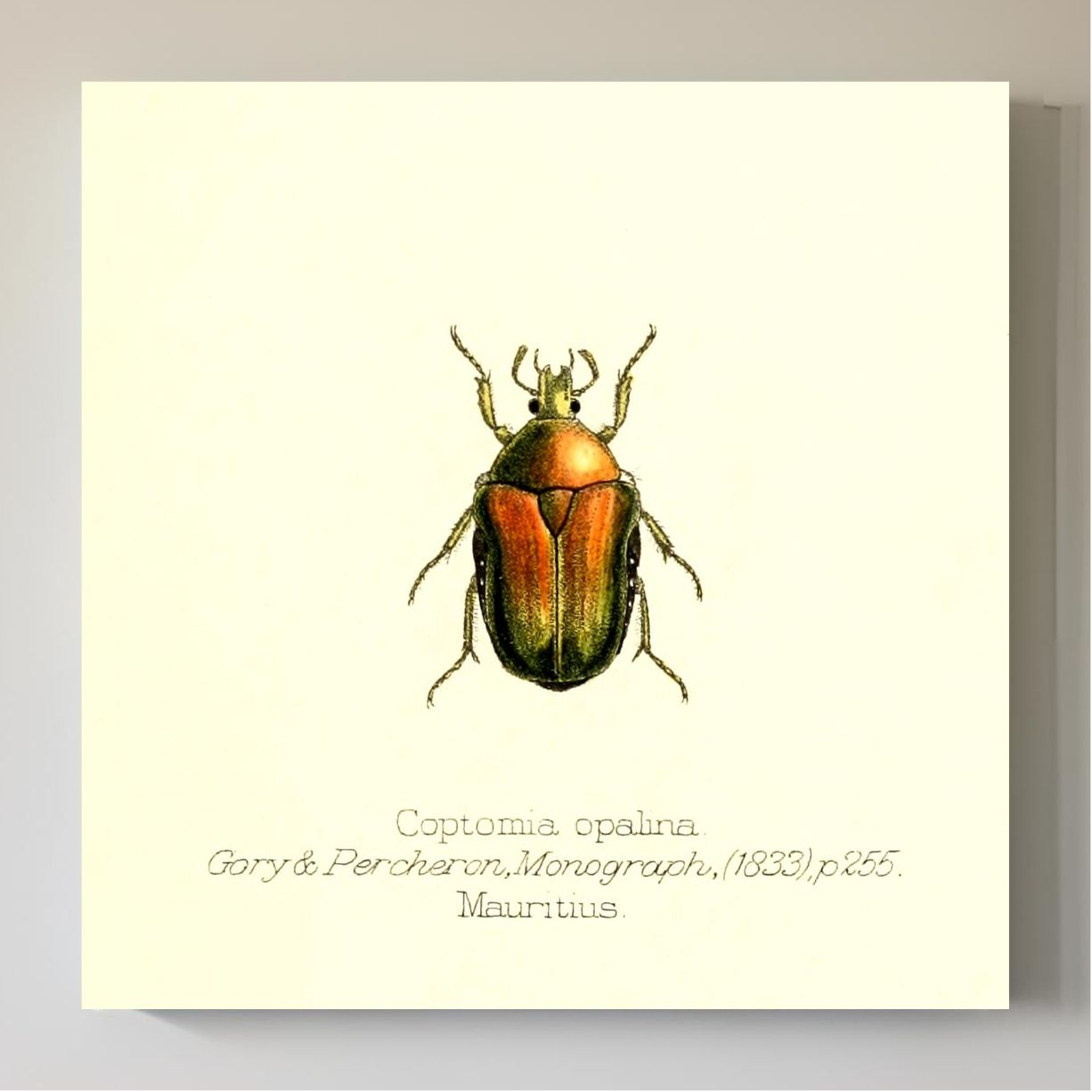 Coptomia Oplalina