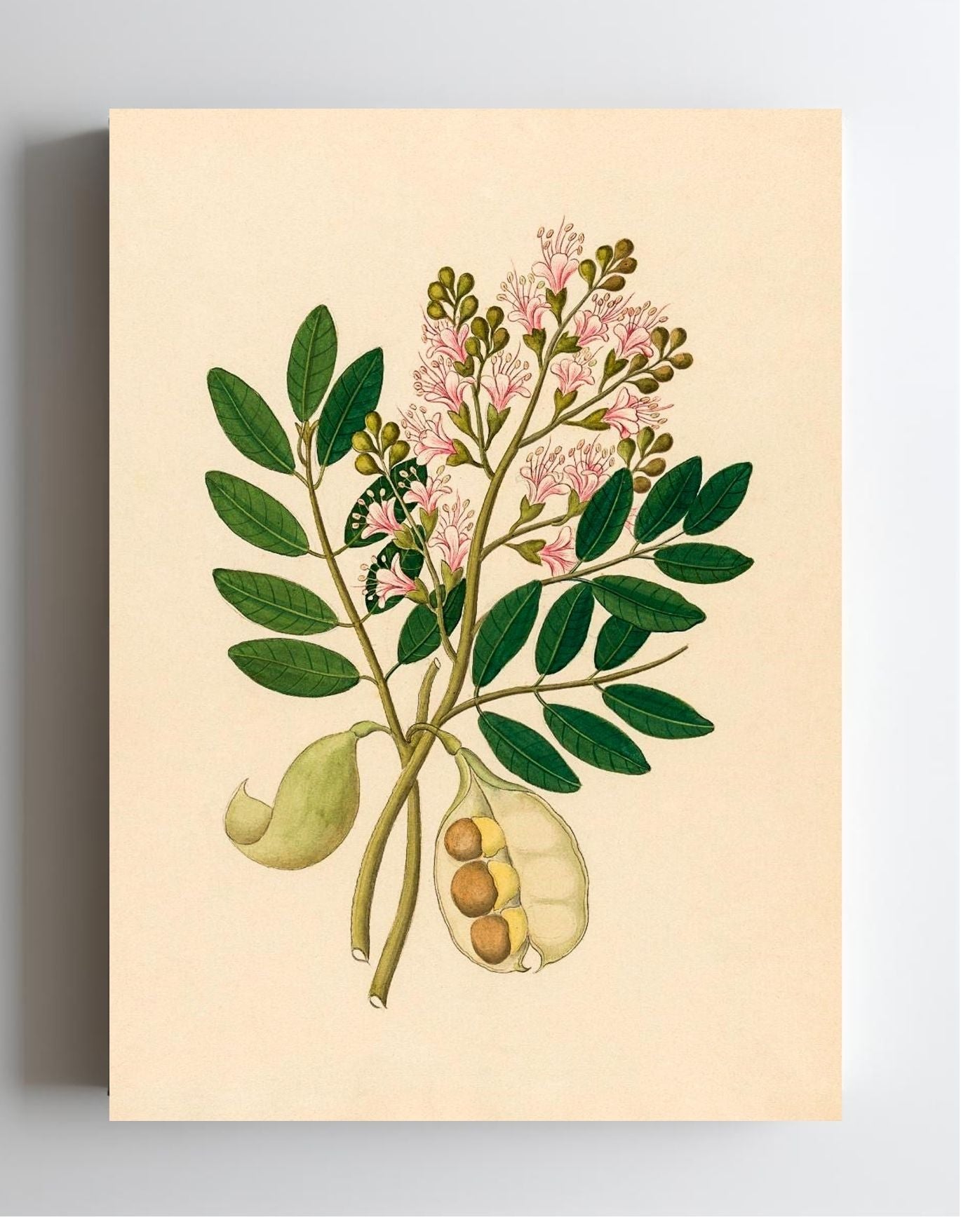 Schotia Nov. Sp (Schotia Latifolia)