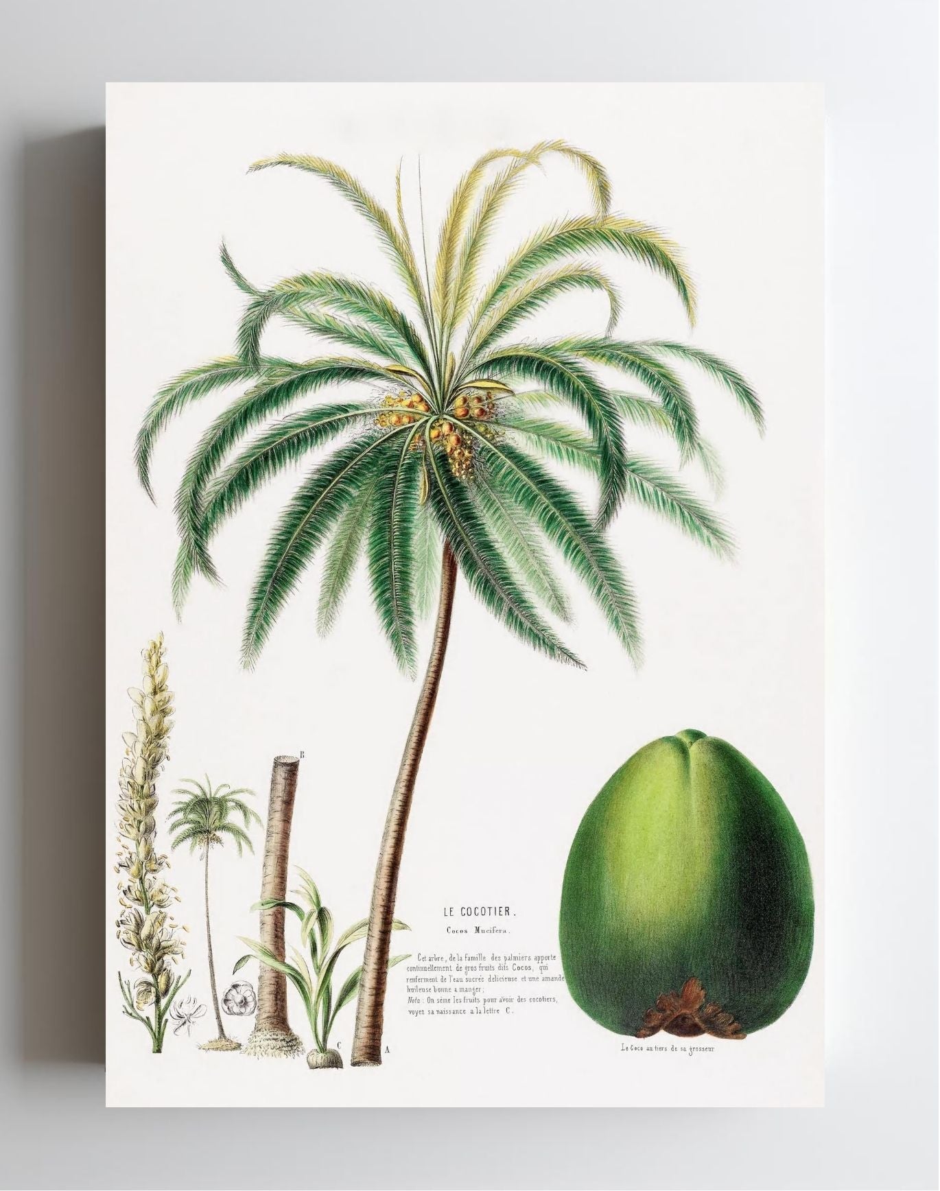 Le Cocotier (Cocos Mucifera)