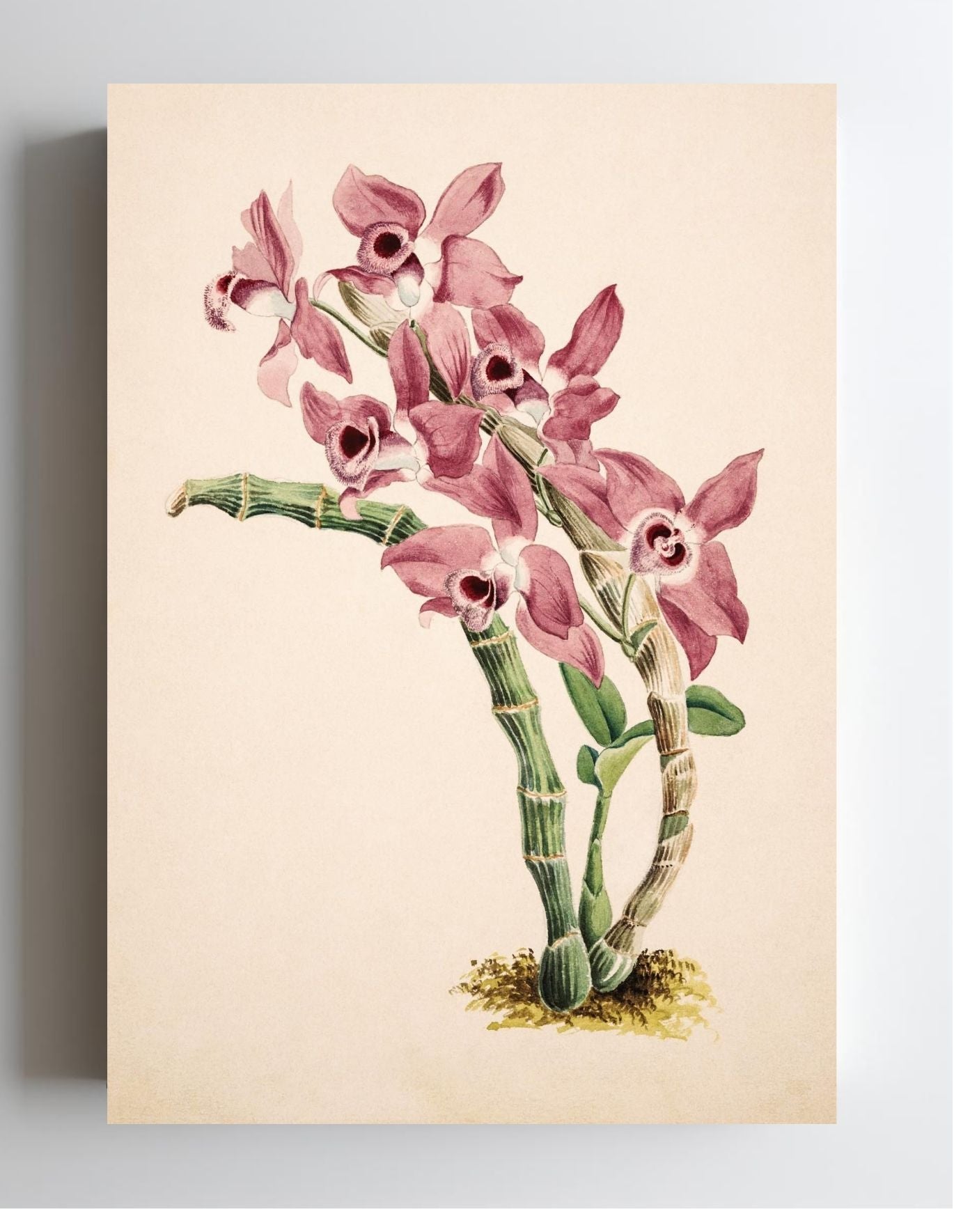Dendrobium Parishii