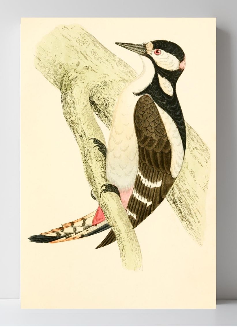 Great Spotted Woodpecker