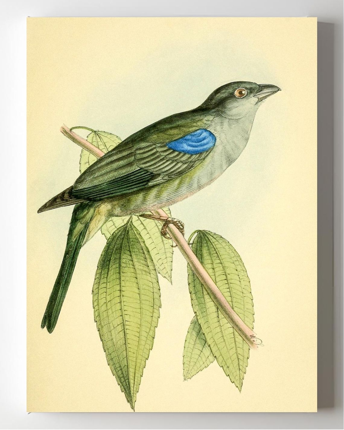 Bishop Tanager