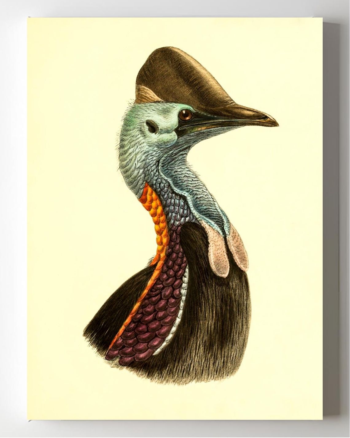 Casuarius Casuarius Violicollis