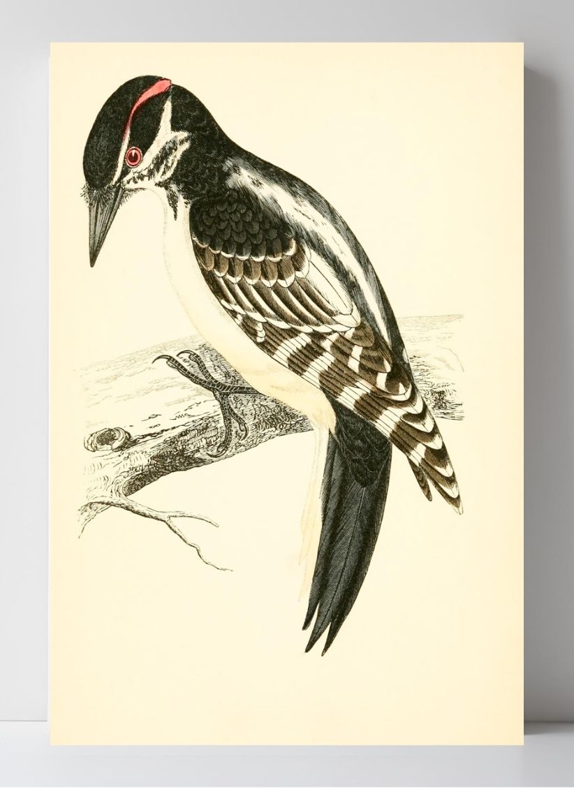 Hairy Woodpecker