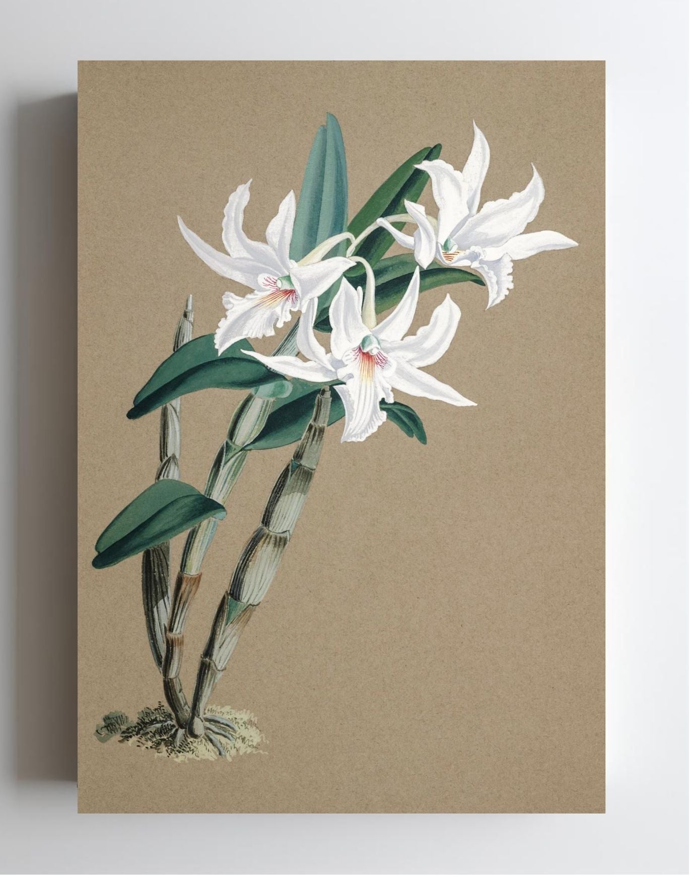 Dendrobium Eburneum