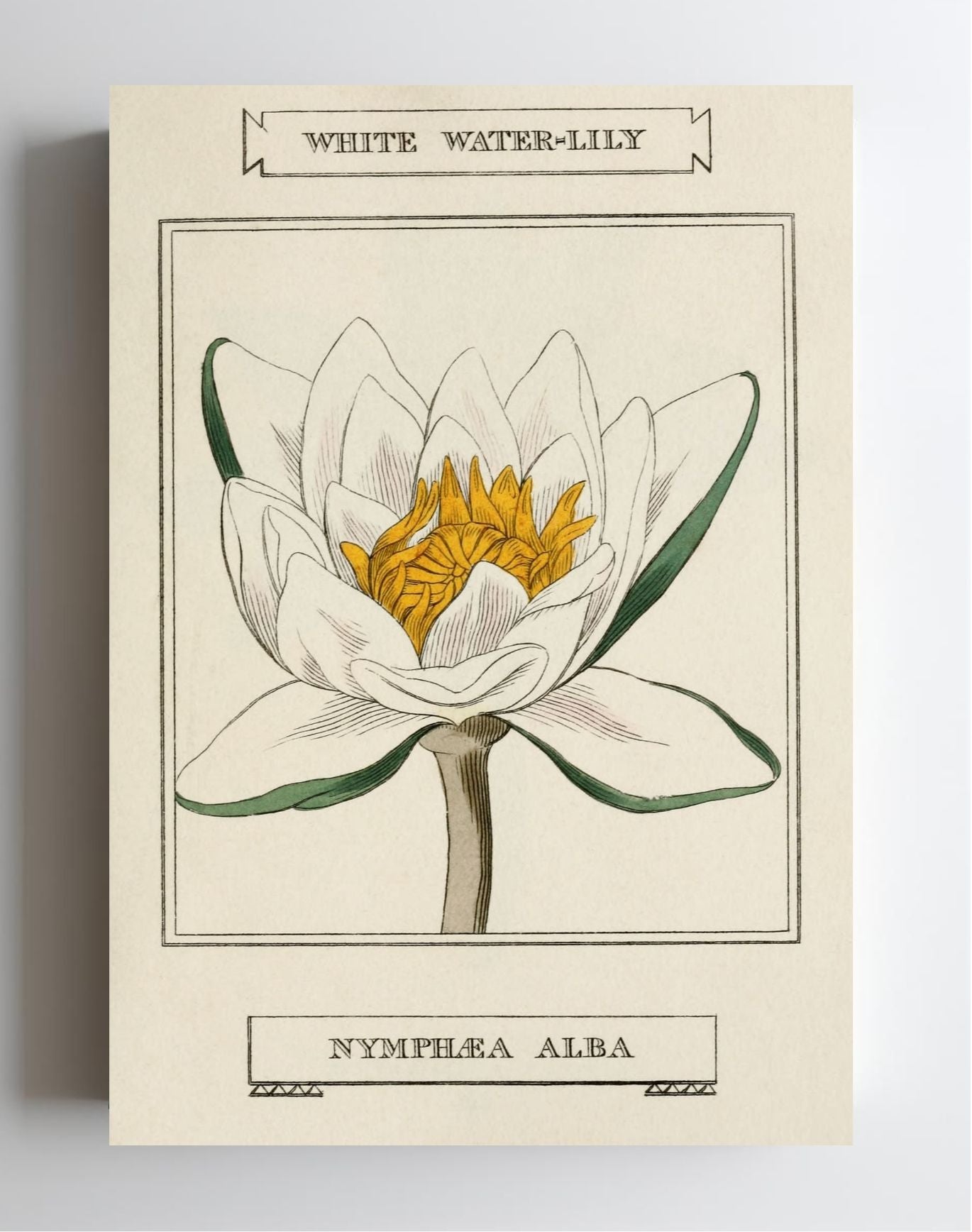 White Water-Lily