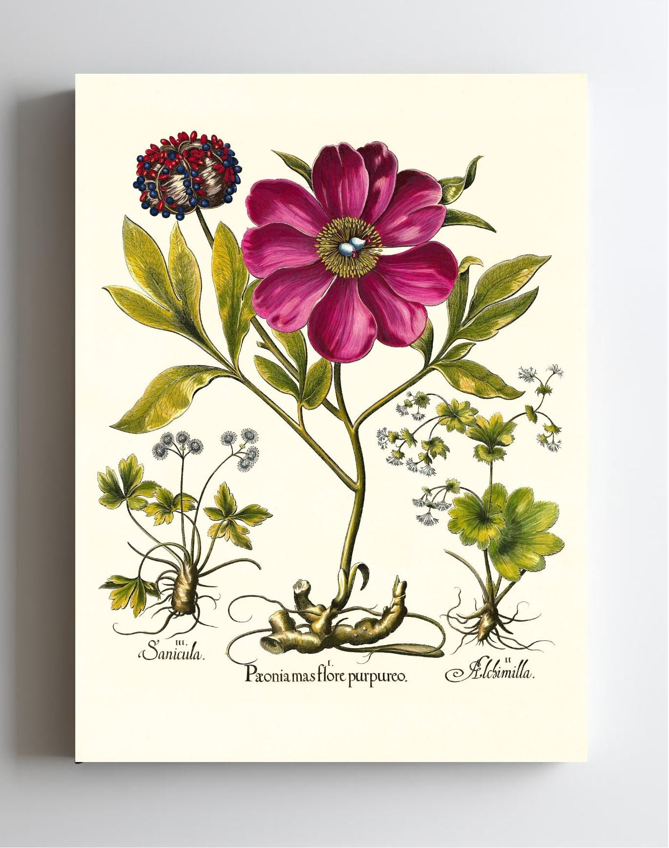Corallina peony, Lady’s-mantle, Sanicle