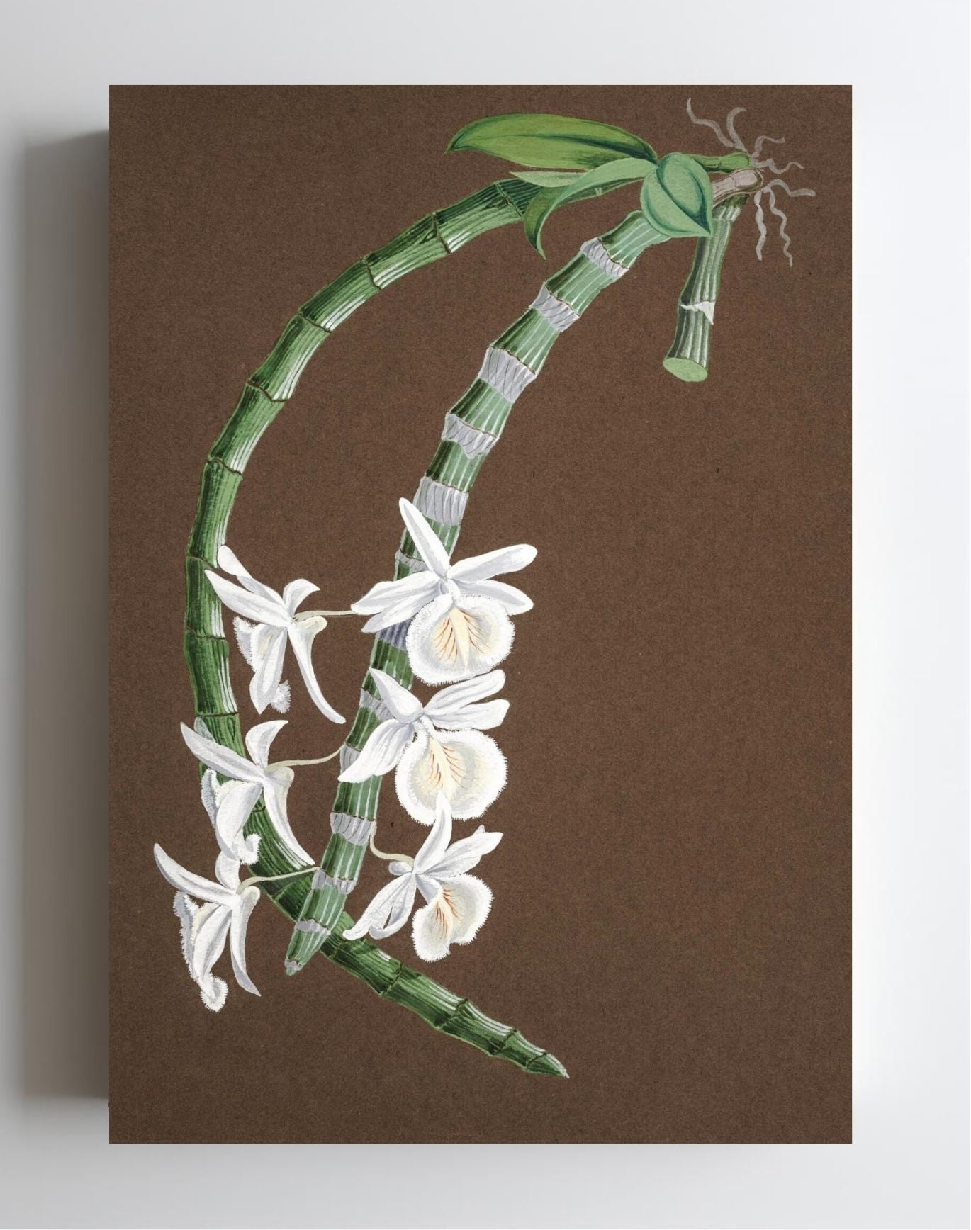 Dendrobium Cretaceum