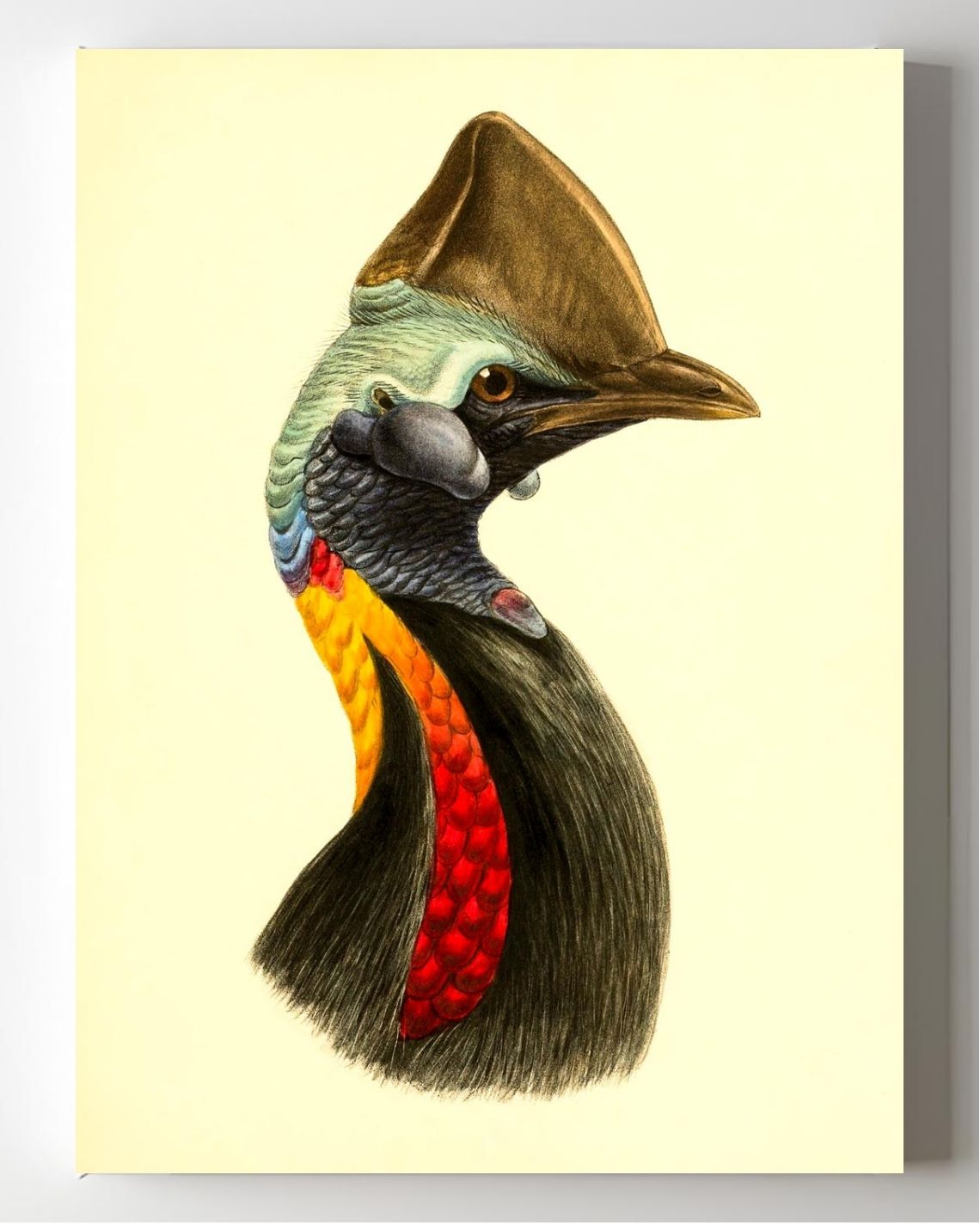 Casuarius Philipi