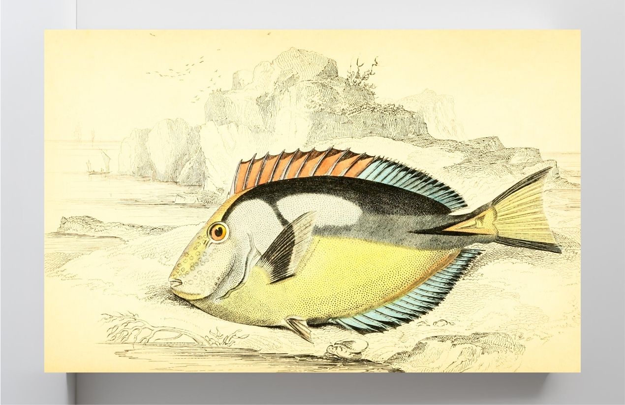 Yellow-Bellied Acanthurus