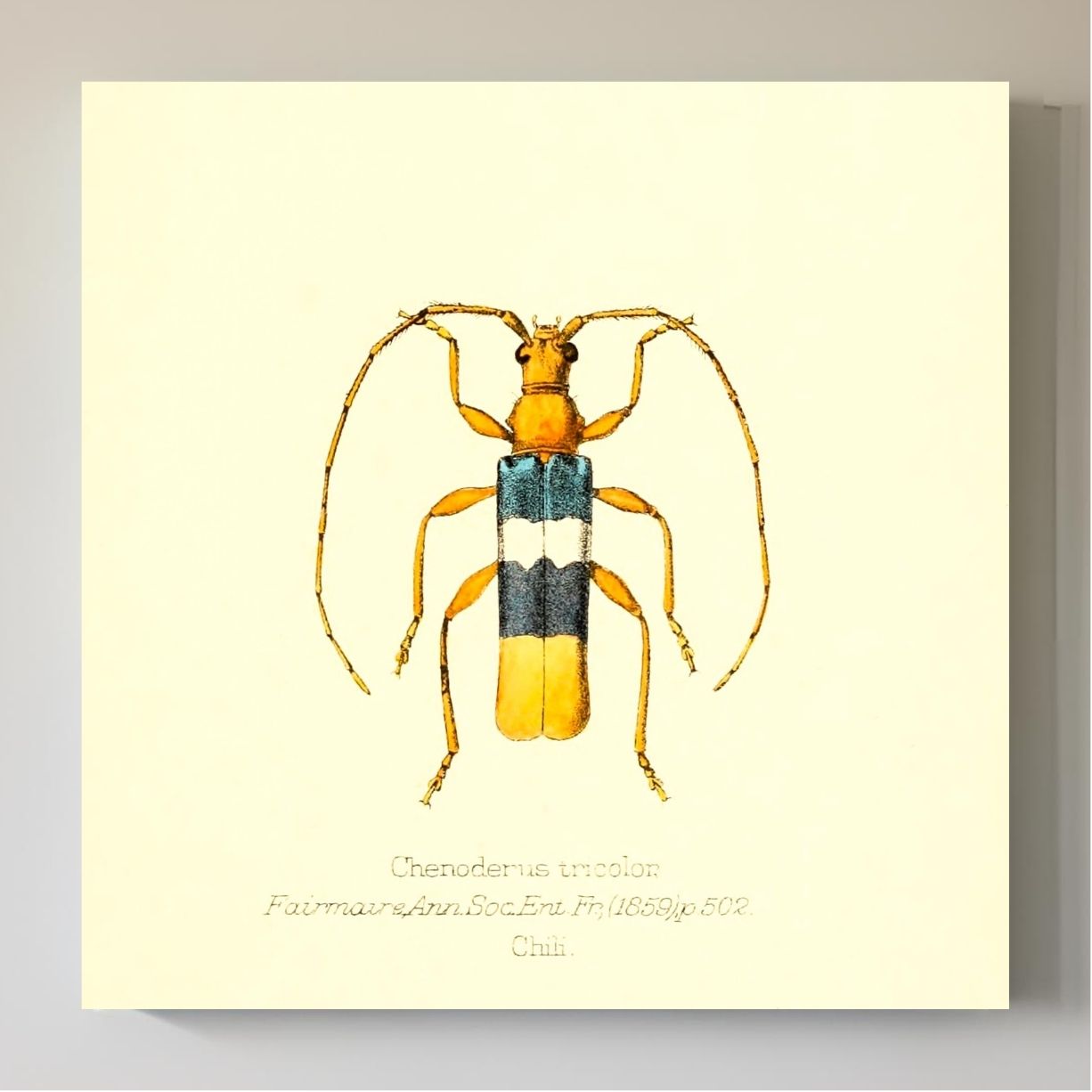 Chenoderus Tricolor