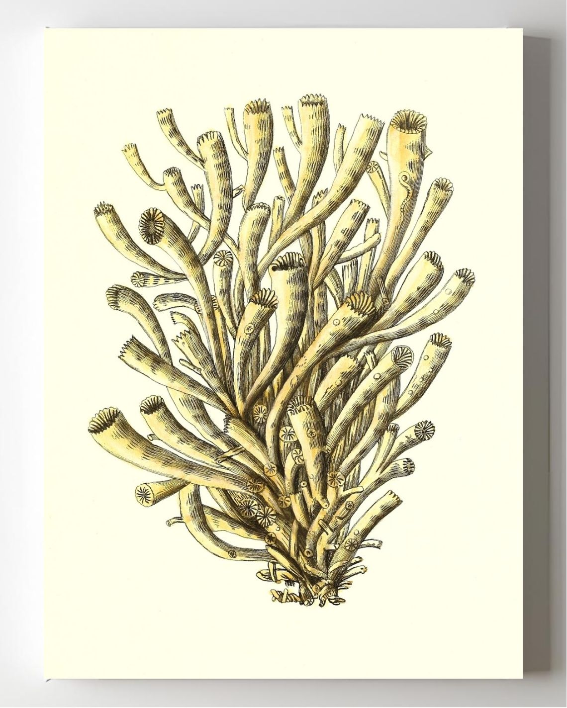 Madrepora anthophyllites