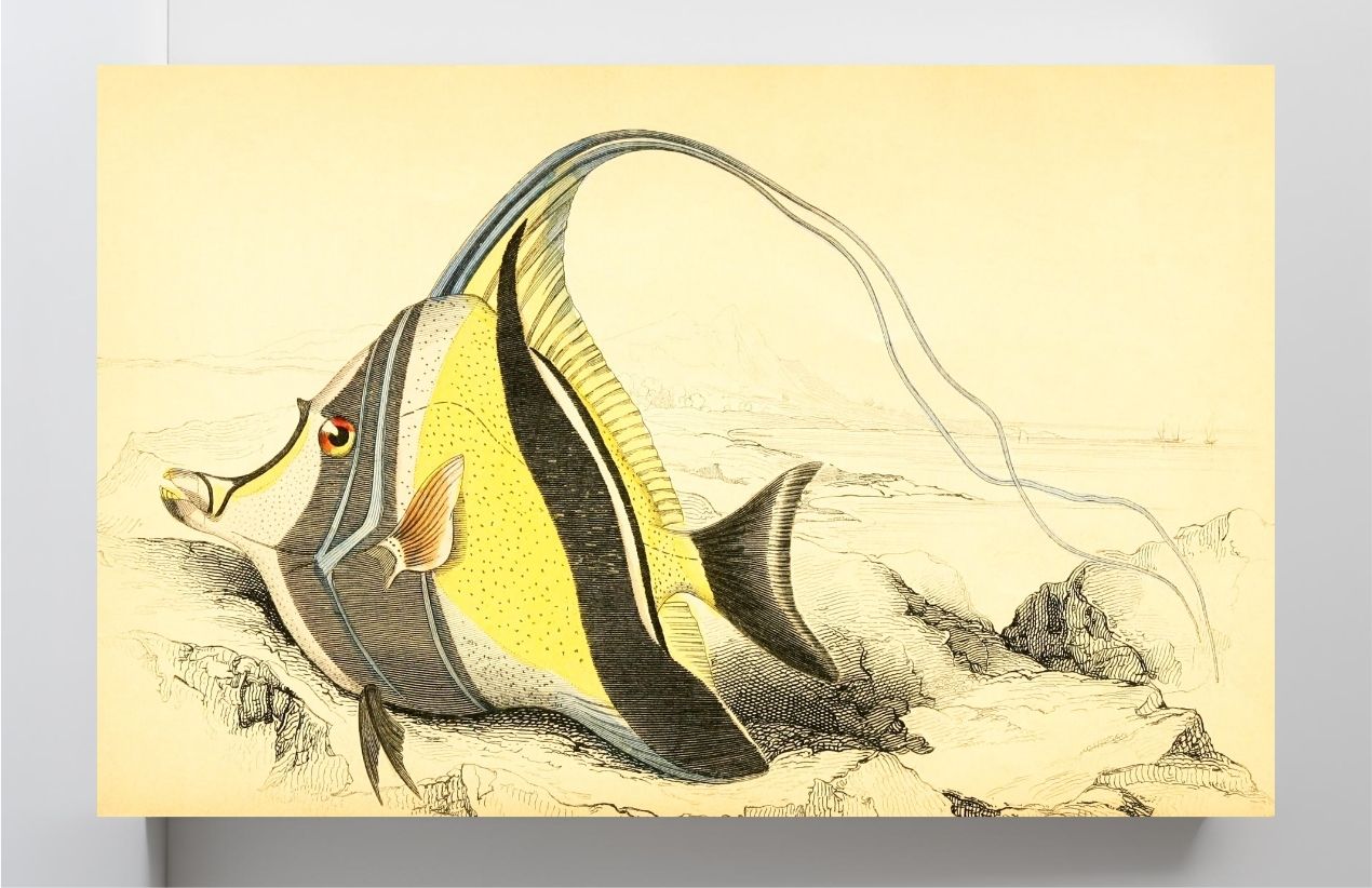 Horned Zanclus or Chaetodon