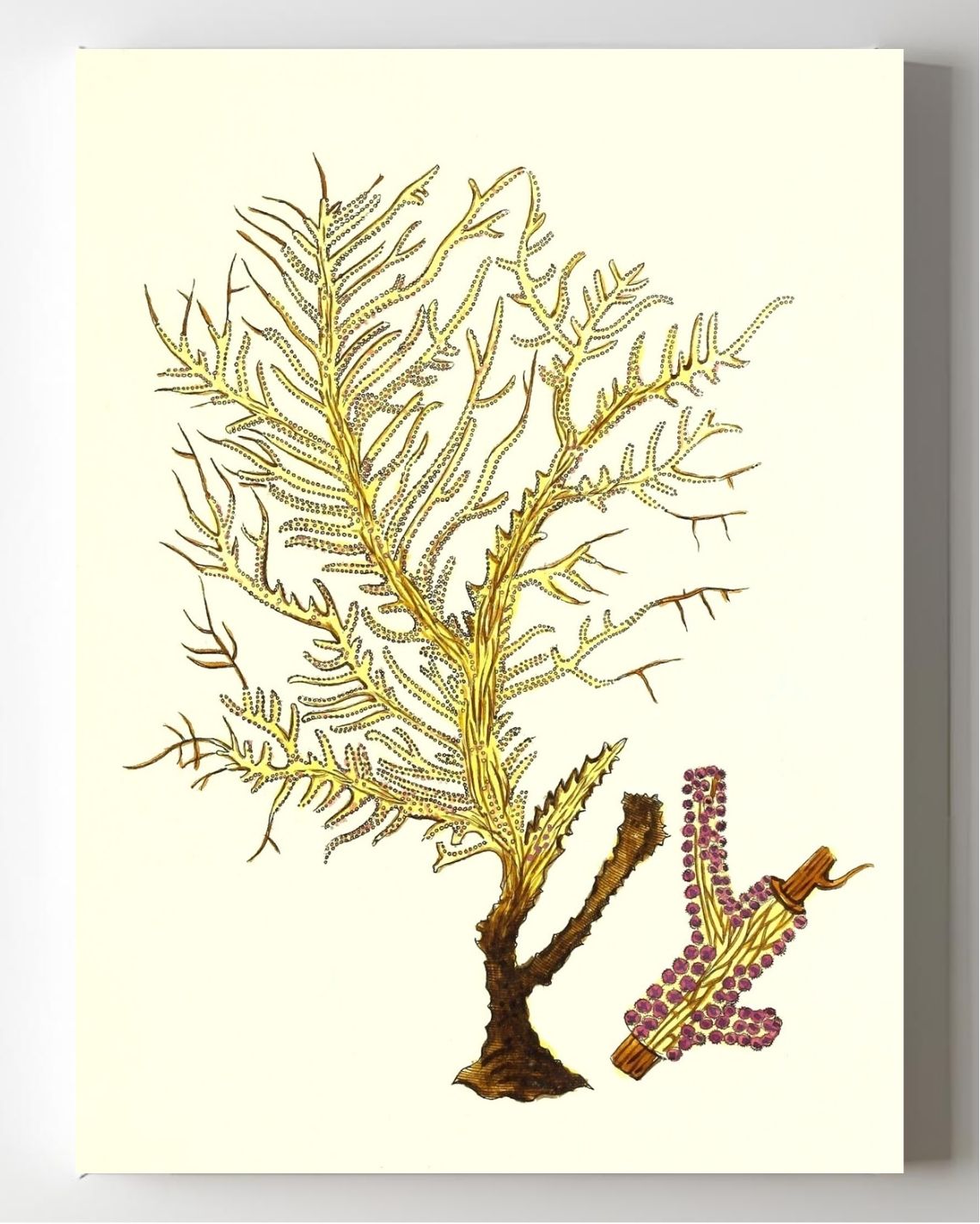 Gorgonia petechizans