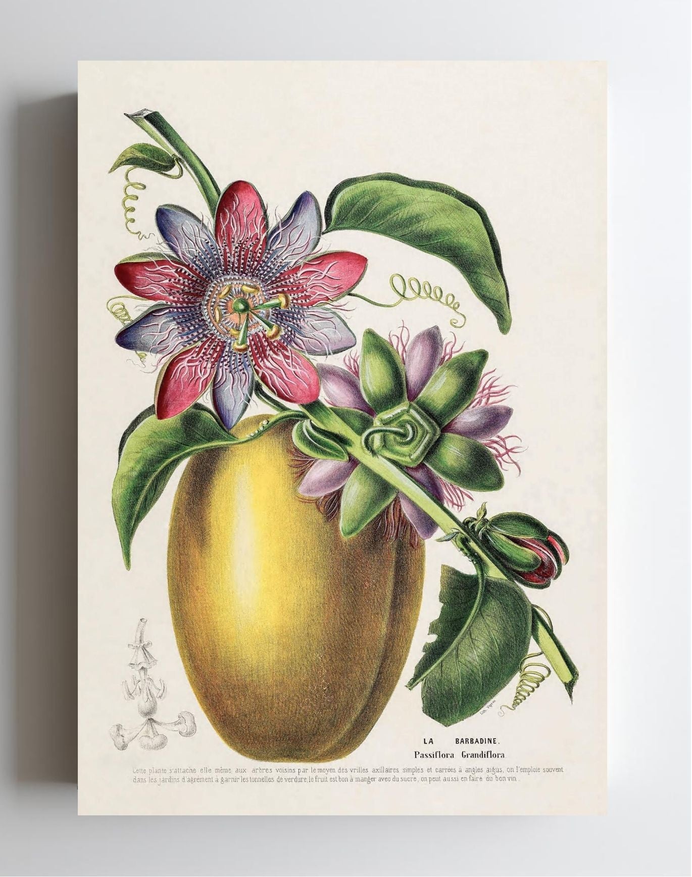La Barbadine (Passiflora Grandiflora)