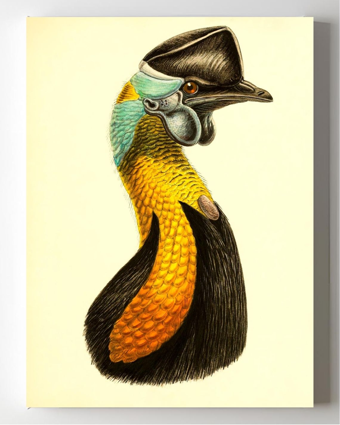 Casuarius Uniappendiculatus