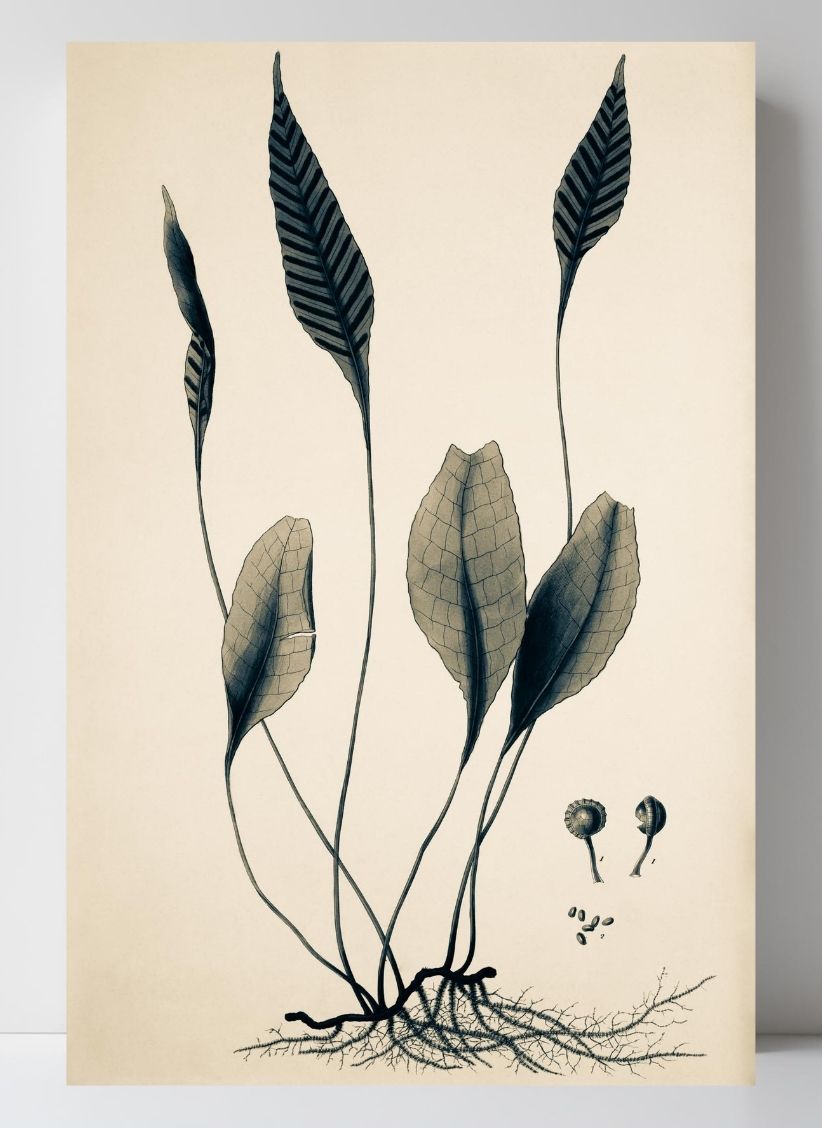 Ceterach Pedunculata