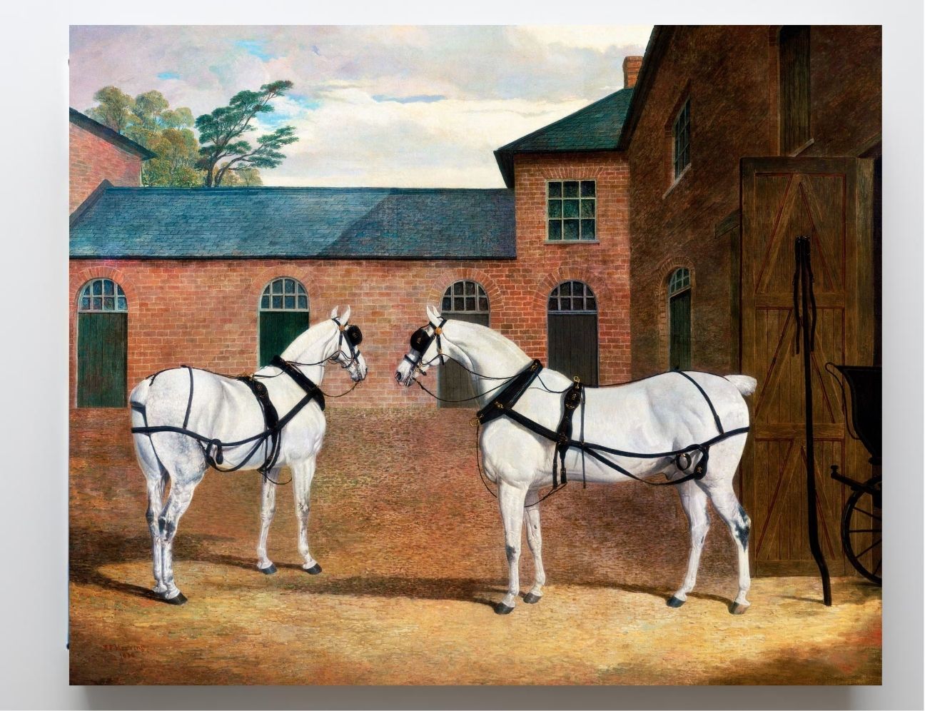 Grey Carriage Horses in the Coachyard at Putteridge Bury