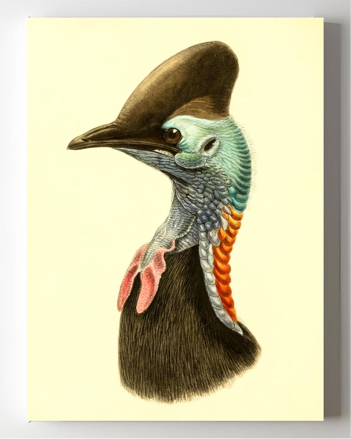 Casuarius Casuarius